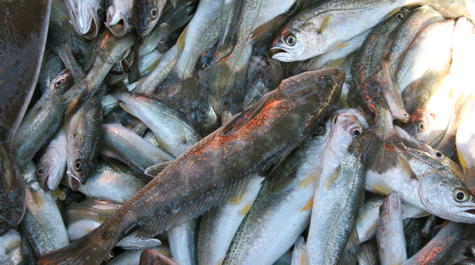 The catch